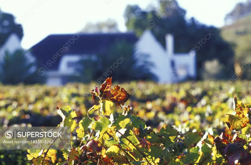 Devon Valley, Sparkling Wine, autumn leaves in front of Manor House, Stellenbosch, South Africa