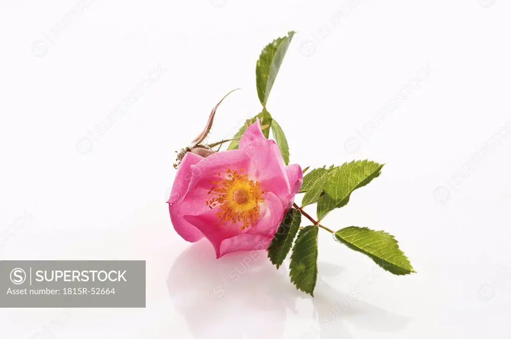 Blossom of dog rose Rosa corymbifera