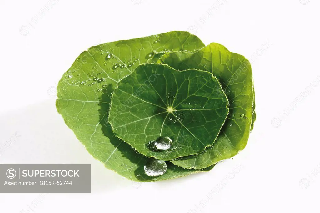 Water droplet on top of Nasturtium Tropaeolum leaf