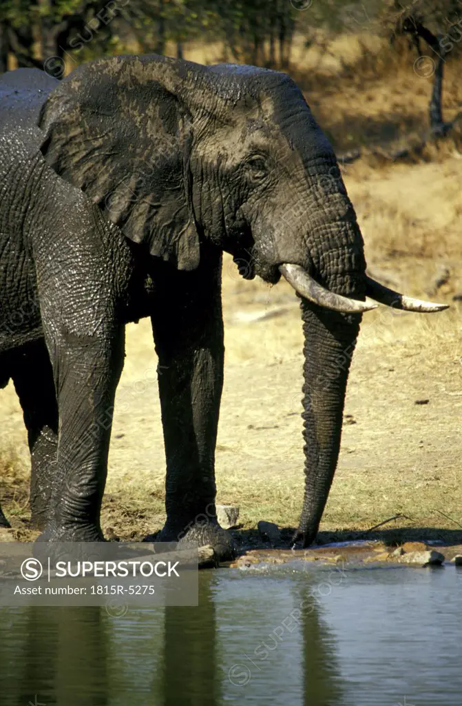 Ngala Game Lodge, Elefant at waterhole, Kruger Park, Limpopo, Timbavati, South Africa
