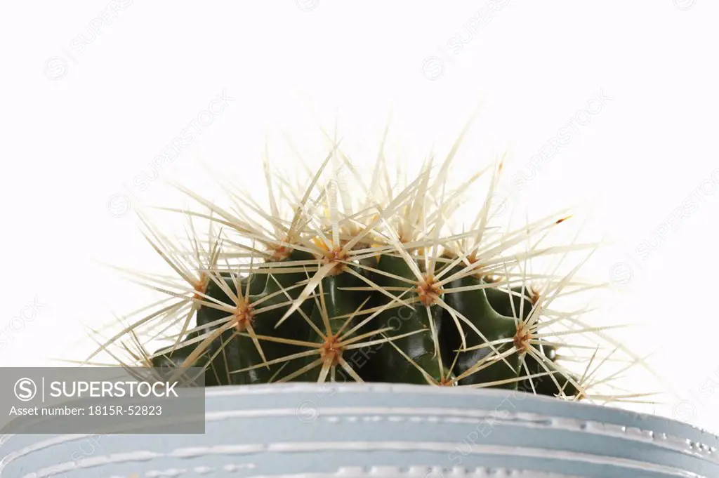Potted Golden barrel cactus Echinocactus grusonii, close_up
