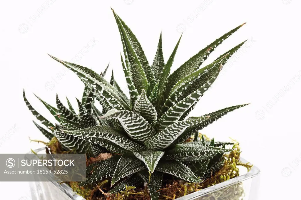 Haworthia plant Haworthia maraisii var. notabilis in flower pot, close_up