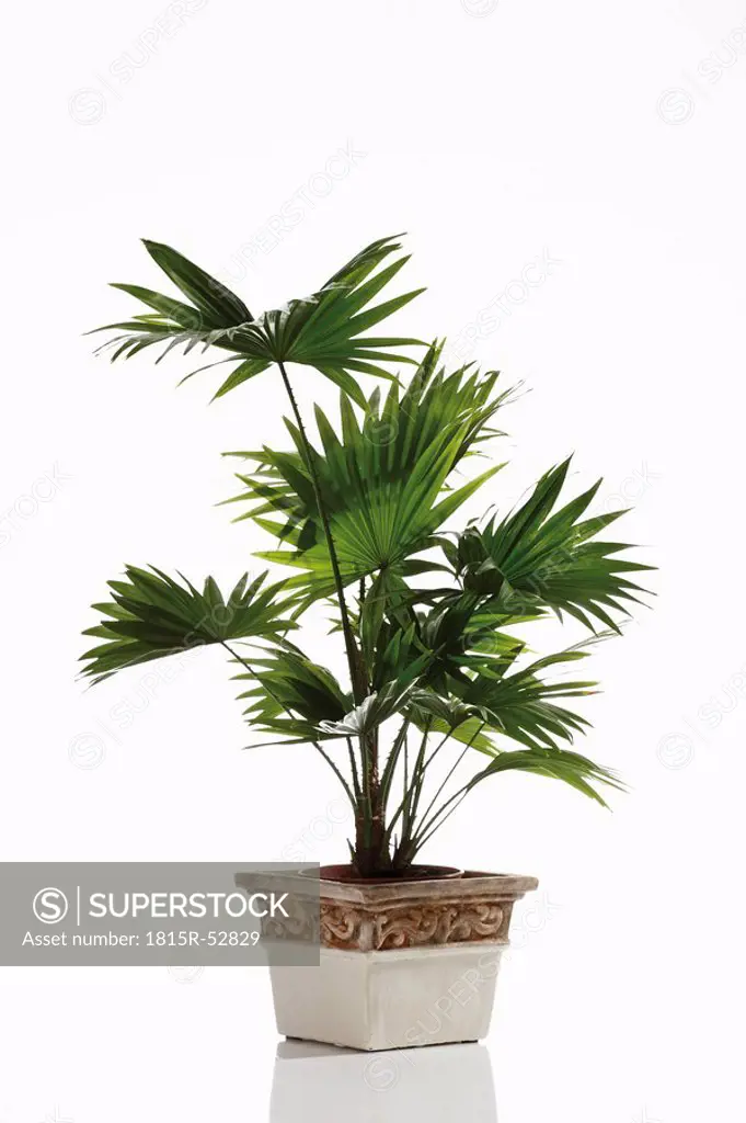 Footstool Palm Livistona rotundifolia plant in flower pot