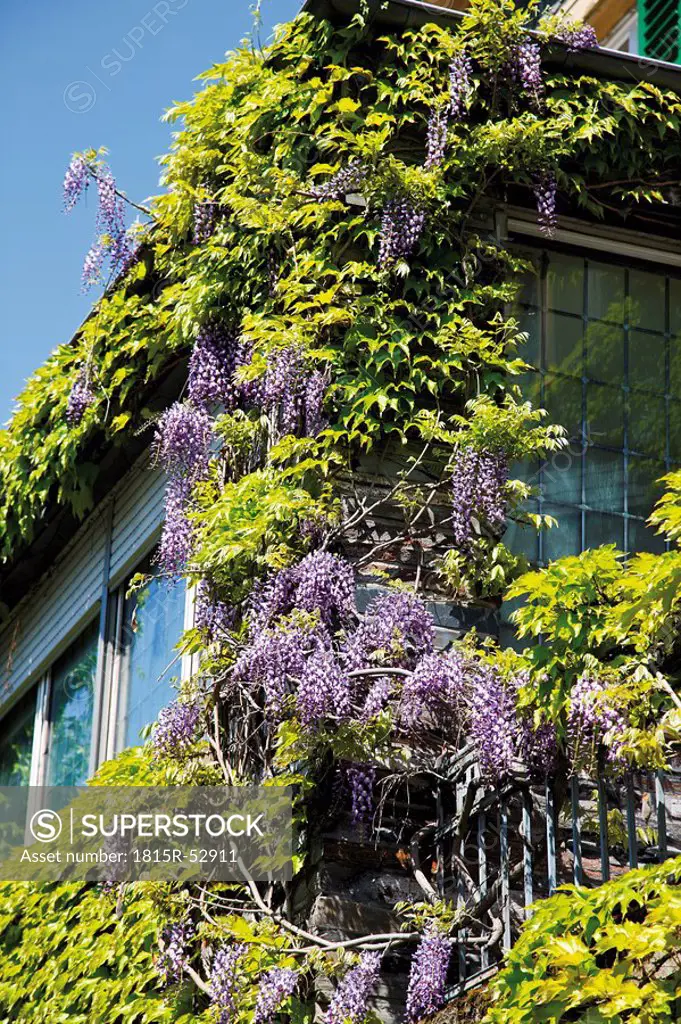 Germany, Rhineland_Palatinate, Bernkastel_Kues, Building with Chinese wisteria Wisteria sinensis in bloom, close_up