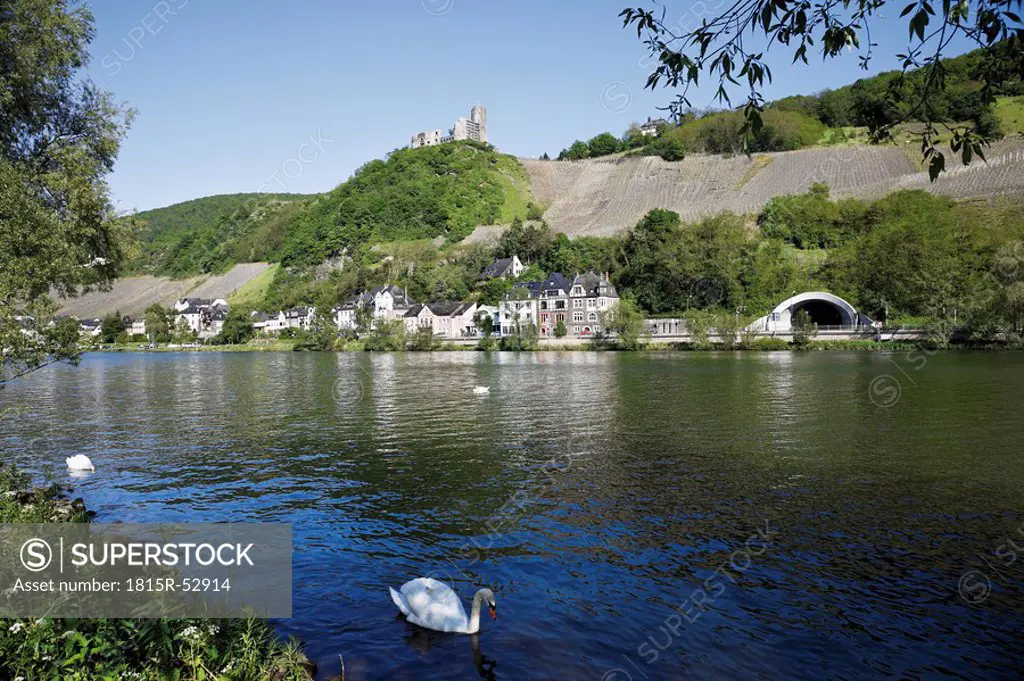 Germany, Rhineland_Palatinate, Bernkastel_Kues, Swans on Moselle River