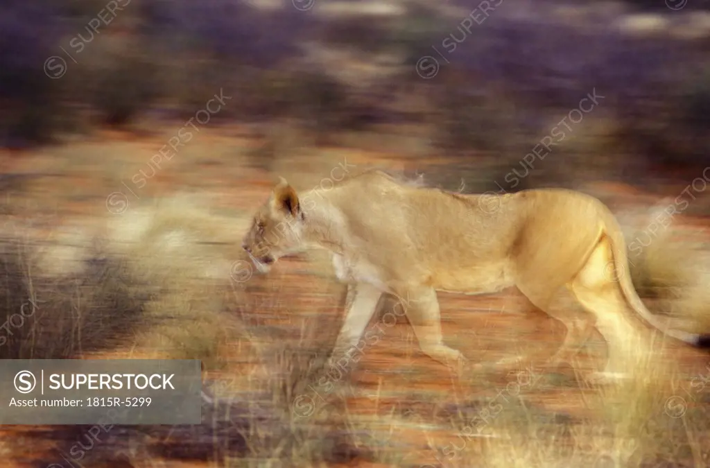 Game Drive, Tswalu Kalahari Reserve, southern Kalahari, lion, Northern Cape, South Africa