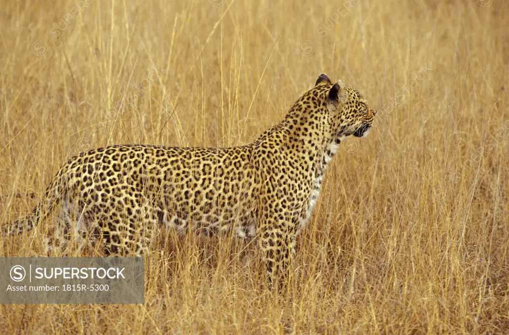 Sabi Sand Nature Reserve, Leopard, Mpumalanga, South Africa