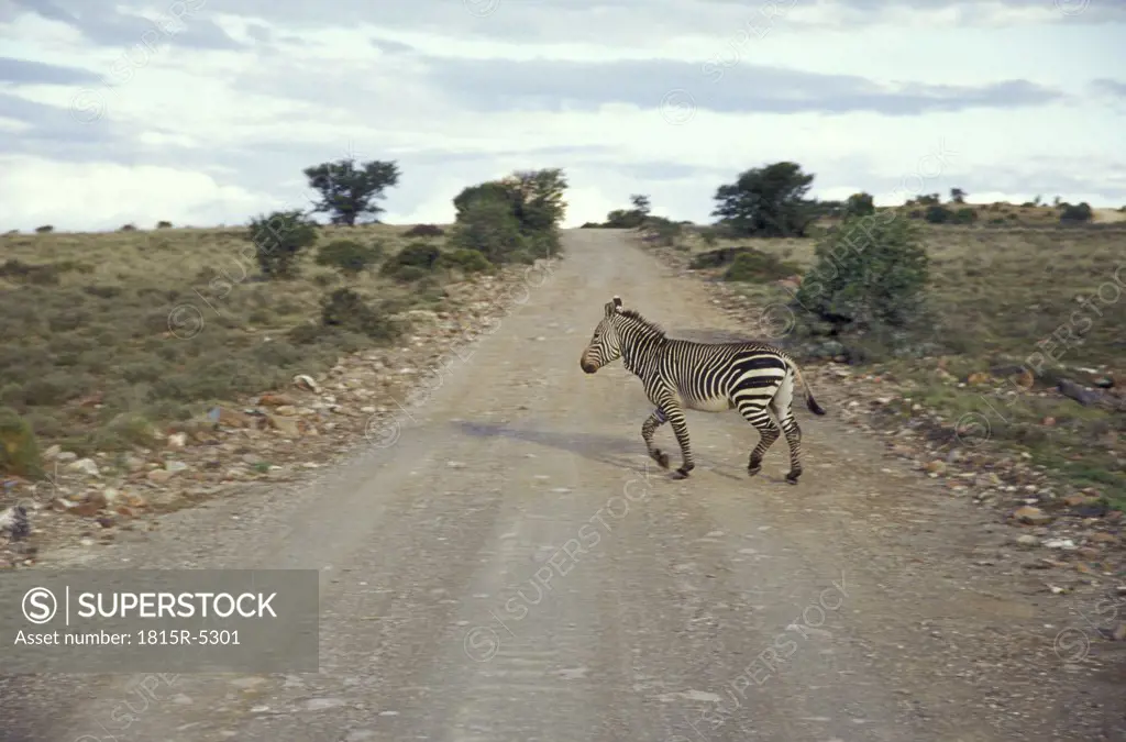 Mountain Zebra National Park, the Mountain Zebra has a white belly, Eastern Cape, Great Karoo, Cradock, South Africa