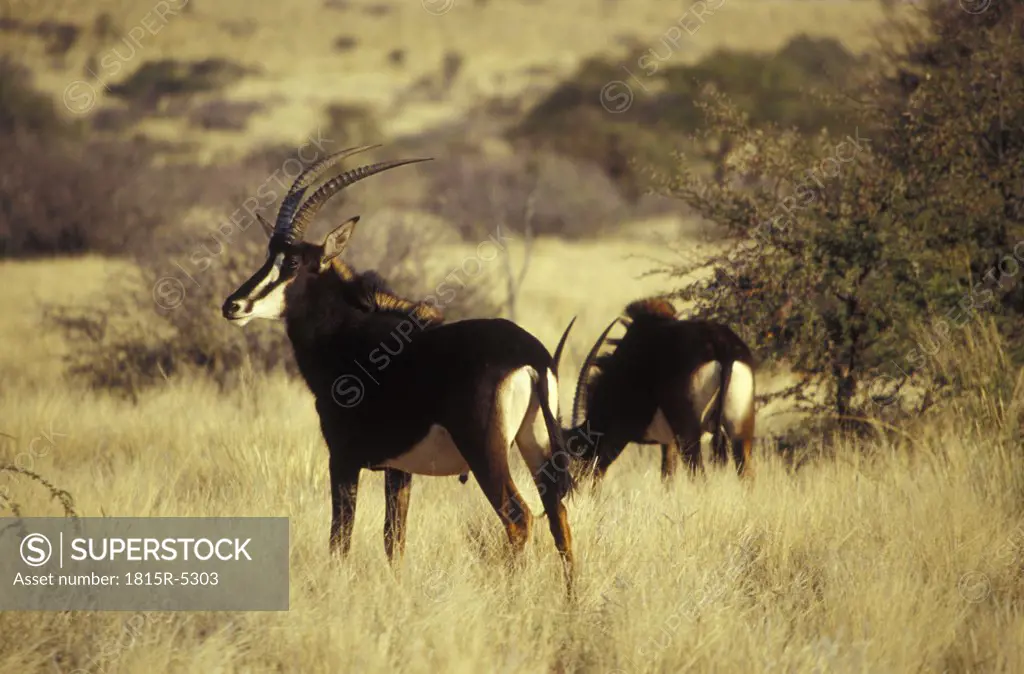 Tswalu Kalahari Reserve, Sable Antelope, Northern Cape, southern Kalahari, South Africa