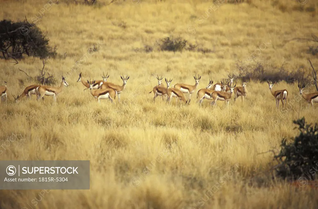 Game Drive, Tswalu Kalahari Reserve, southern Kalahari, springbok, Northern Cape, South Africa