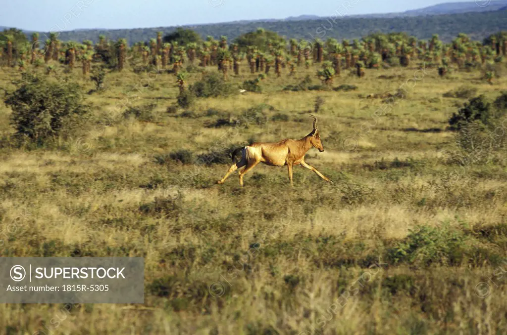 Kwandwe Private Game Reserve, Antilope, Eastern Cape, Grahamstown, Kwandwe, South Africa