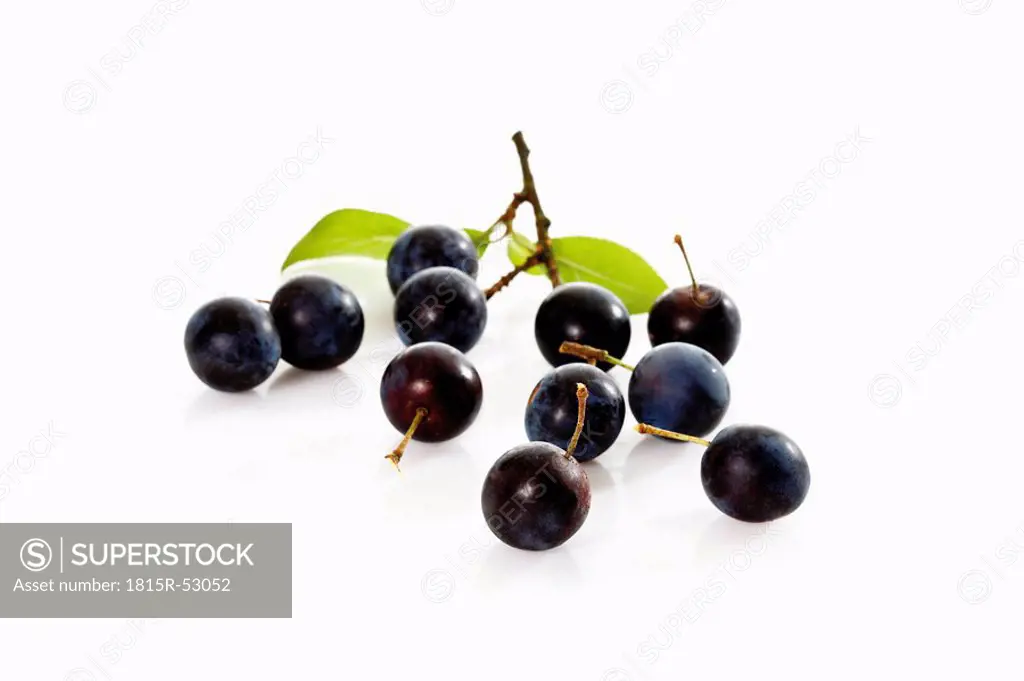 Blackthorn fruits Prunus spinosa