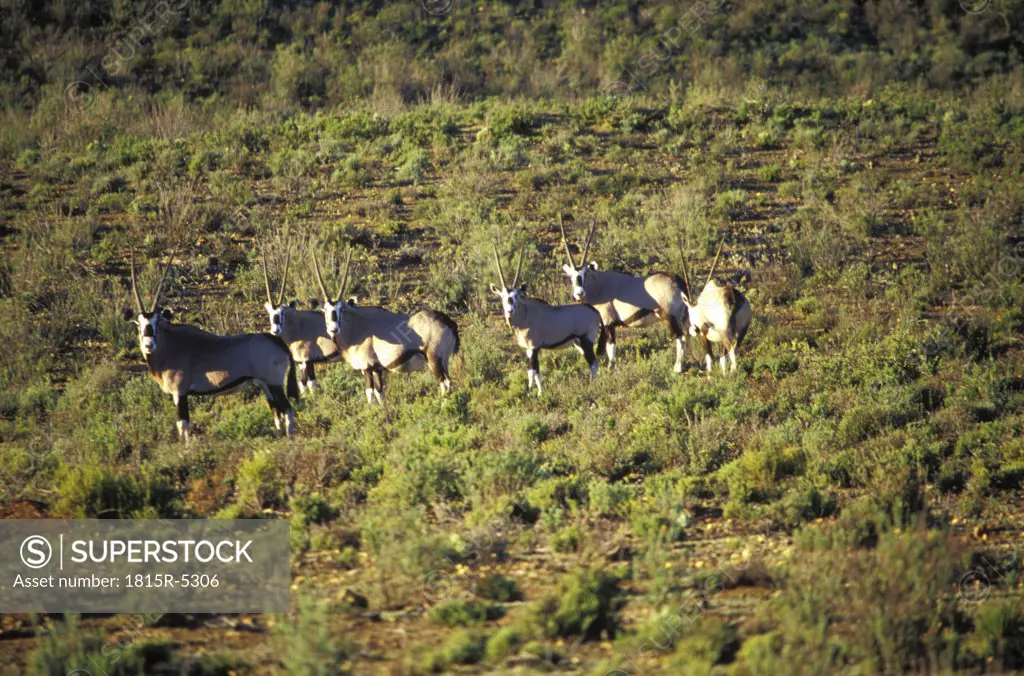 Eco Nature Reserve near Montagu, Oryx-Antilopes, Karoo, Western Cape, South Africa
