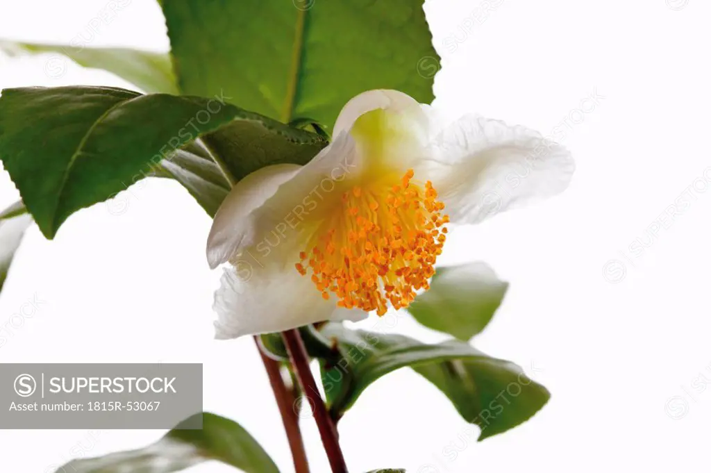 Tea Plant Camellia sinensis, close_up