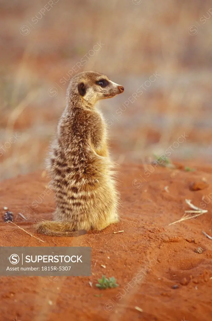Tswalu Kalahari Reserve, slender-tailed meerkat, Northern Cape, southern Kalahari, South Africa