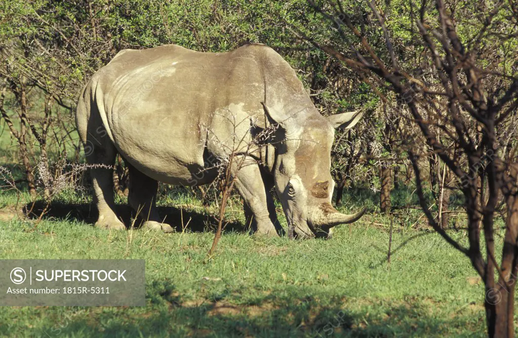 Spioenkop game Reserve, self drive game park, rhino, Kwazulu-Natal, South Africa