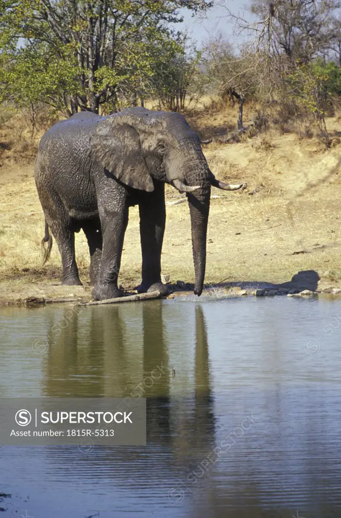 Ngala Game Lodge, Elephant at waterhole, Limpopo, Timbavati, Kruger National Park, South Africa