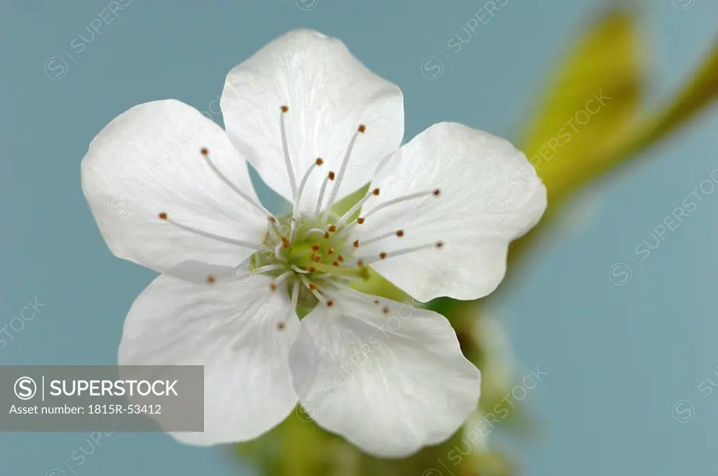 Cherry blossom Cerasus, close_up