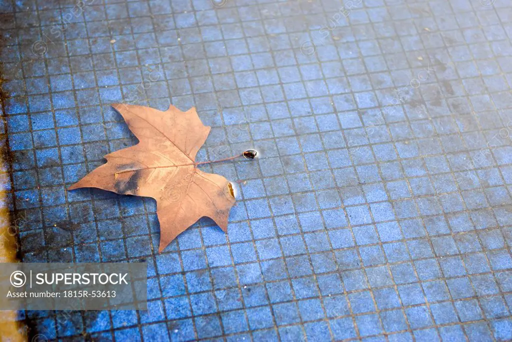 Autumn leaf floating on tiled pond, elevated view