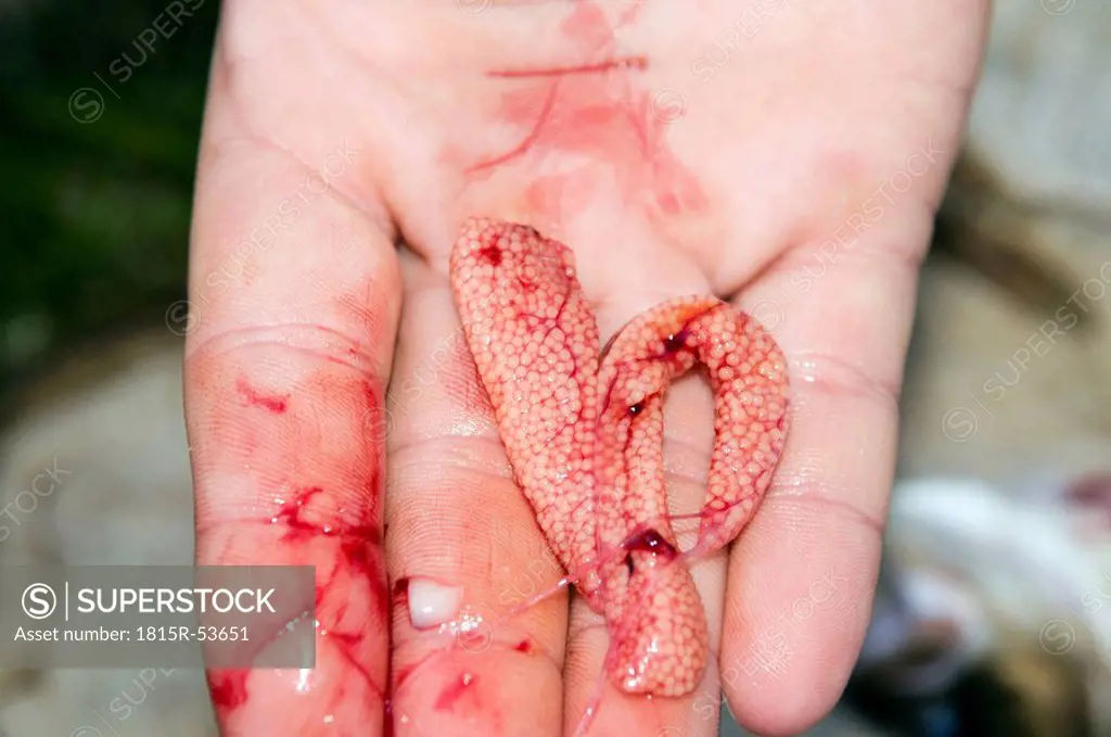 Man´s hand holding salmon eggs, elevated view, close_up