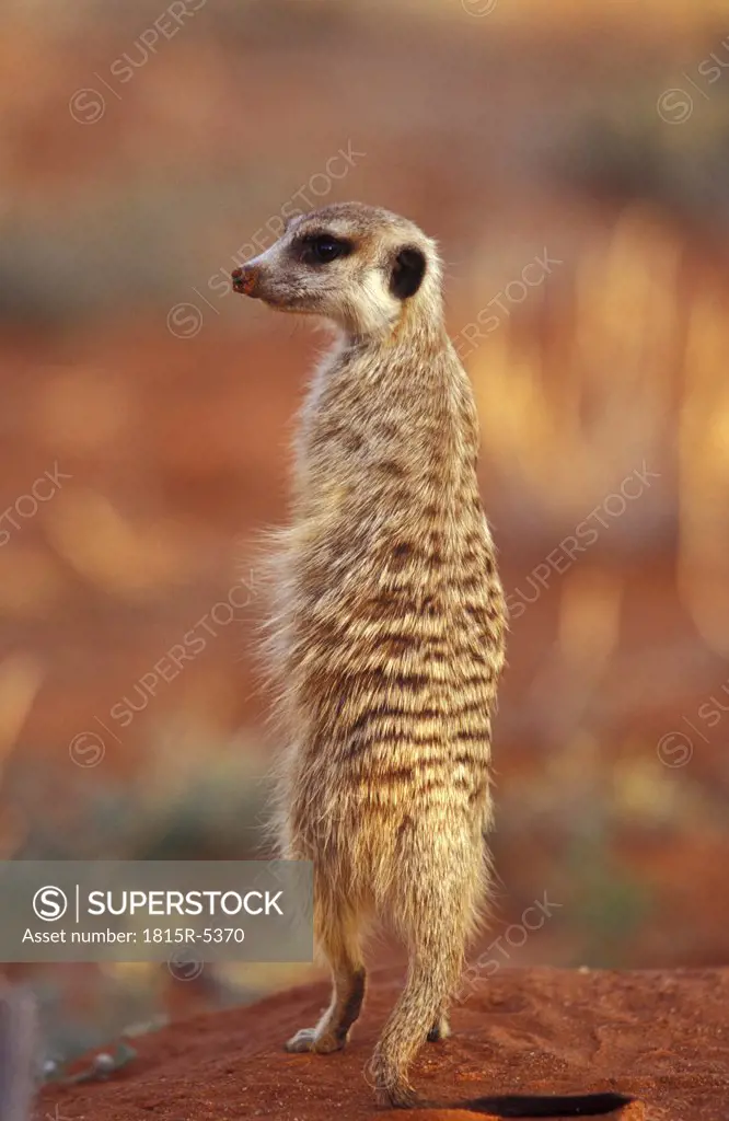 Meerkat, Southafrica