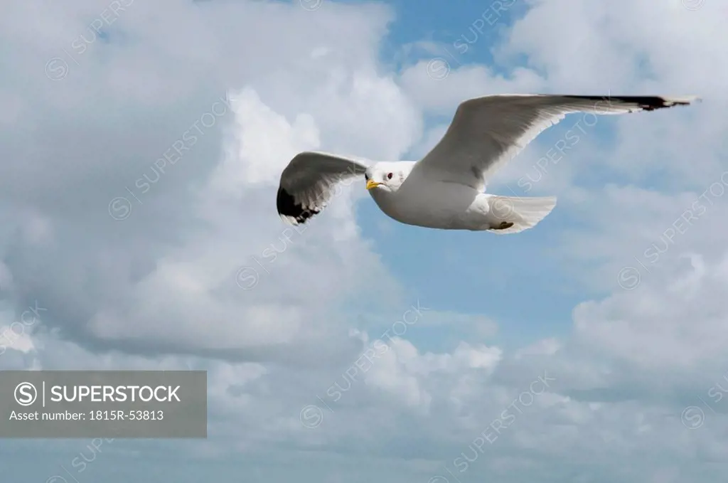 Germany, Amrum, Seagull in flight