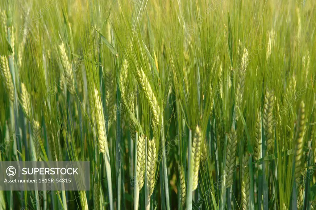 Barley spikes Hordeum close up