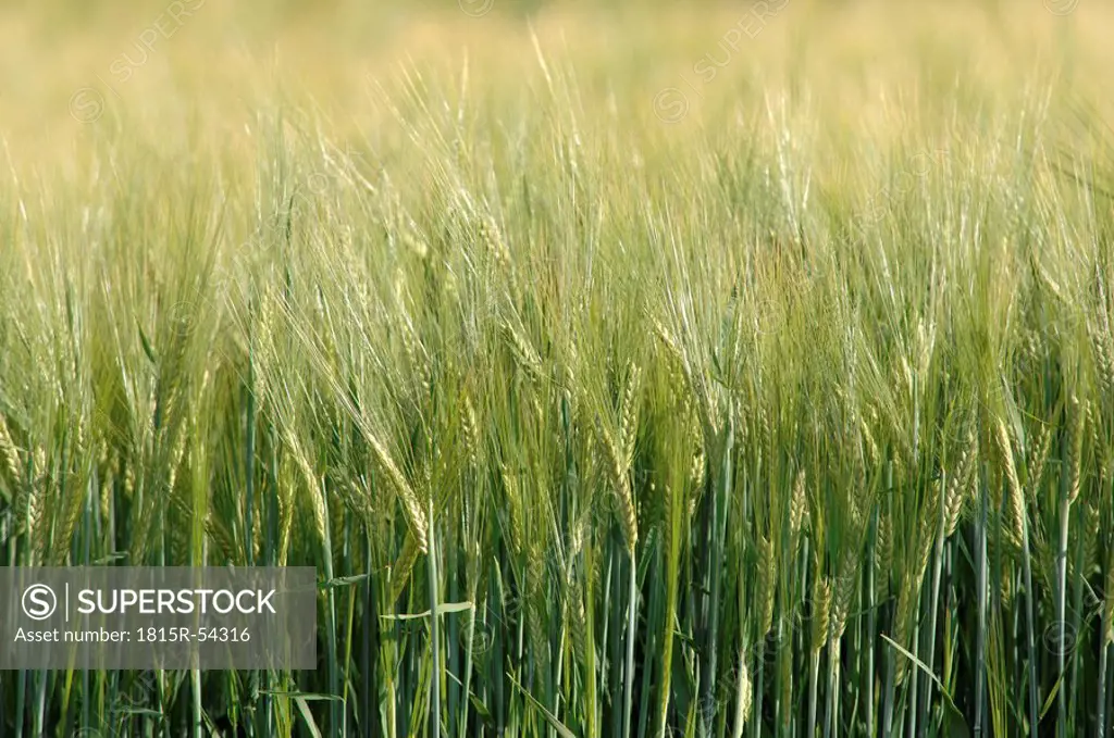 Barley hordeum, Spikes, close up
