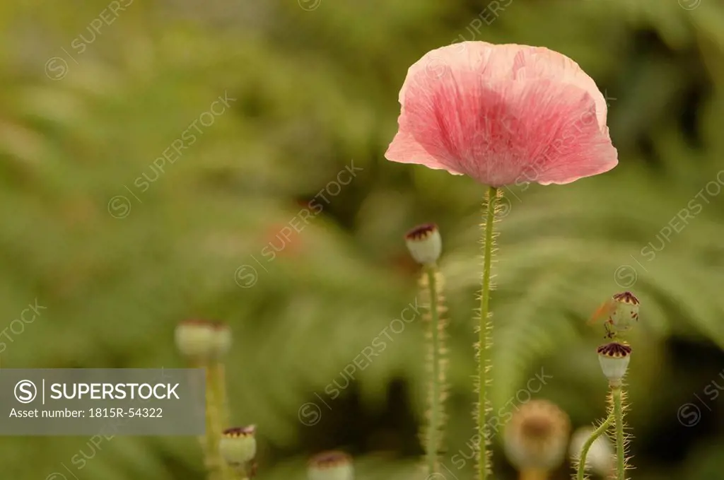 Poppy seed papaver, blossom, close up