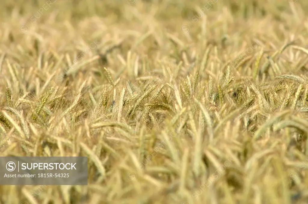 Field of rye secale, close up