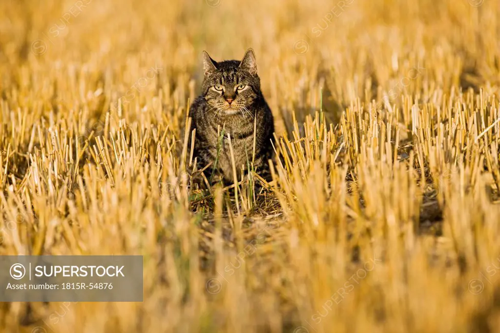 Cat walking across harvested field