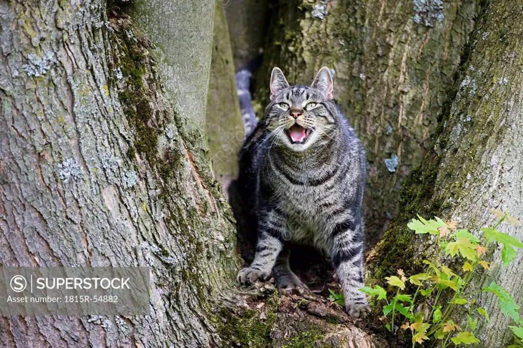 Cat on tree trunk baring its teeth
