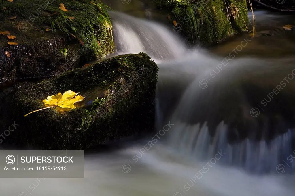 Germany, Bavarian Forest, Kleine Ohe, Waterfall, Maple leaf on rock