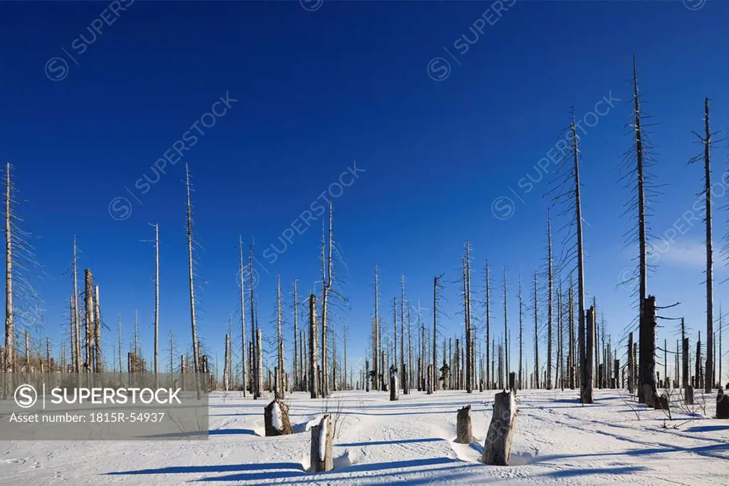 Germany, Bavarian Forest, Lusen, Snowscape, Forest dieback