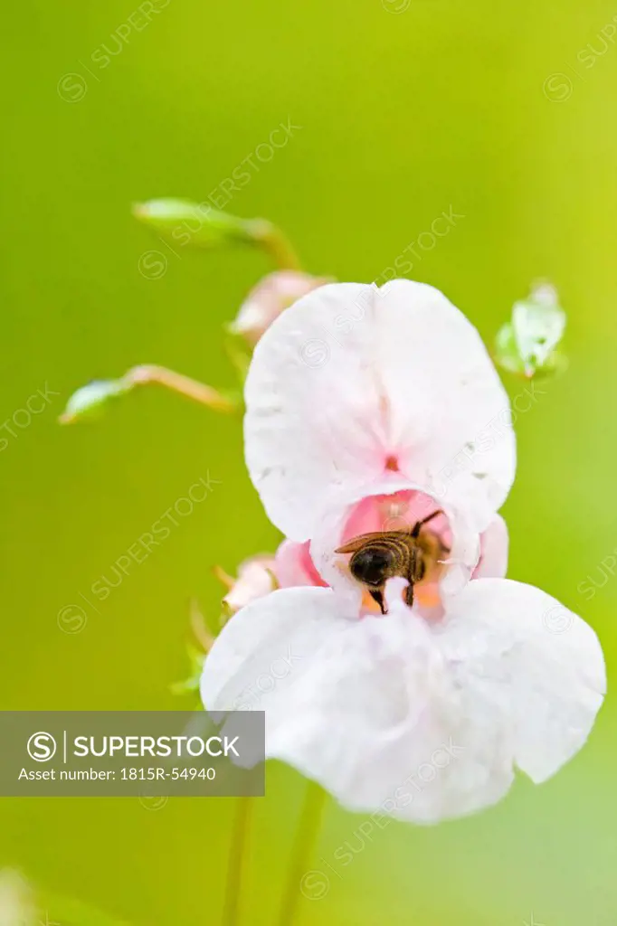 Ornamental Jewelweed Impatiens glandulifera and bee, close_up