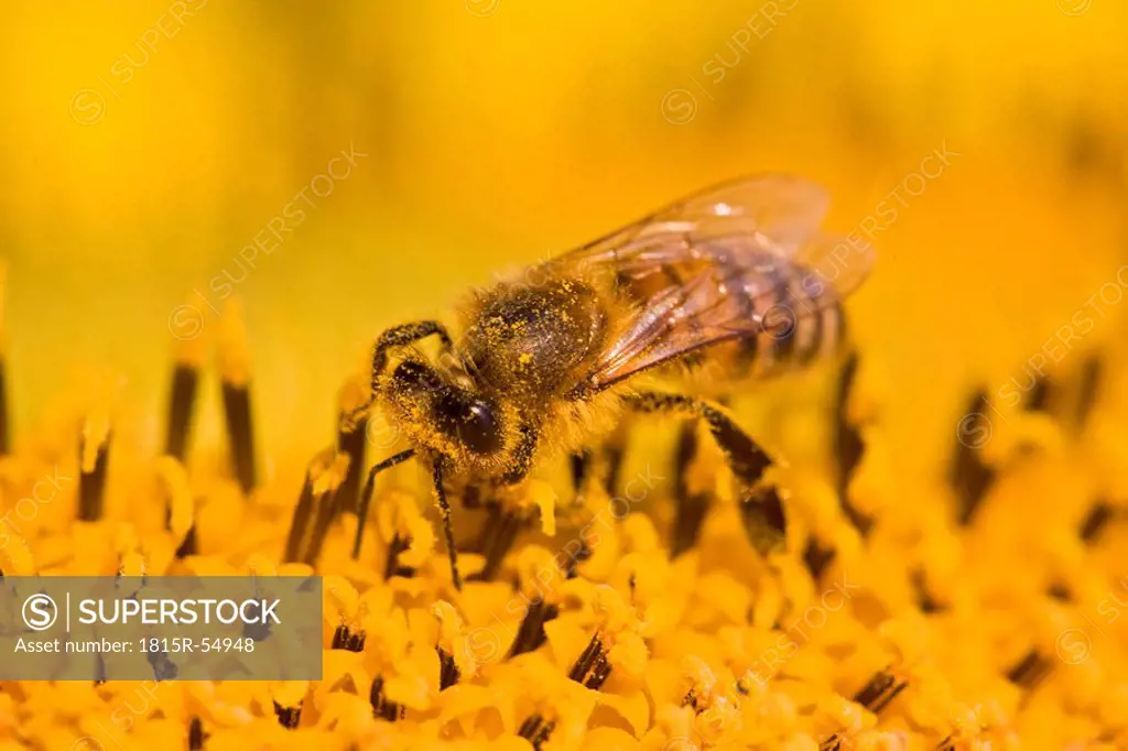 Bumble bee Bombus fervidus on sunflower, close_up