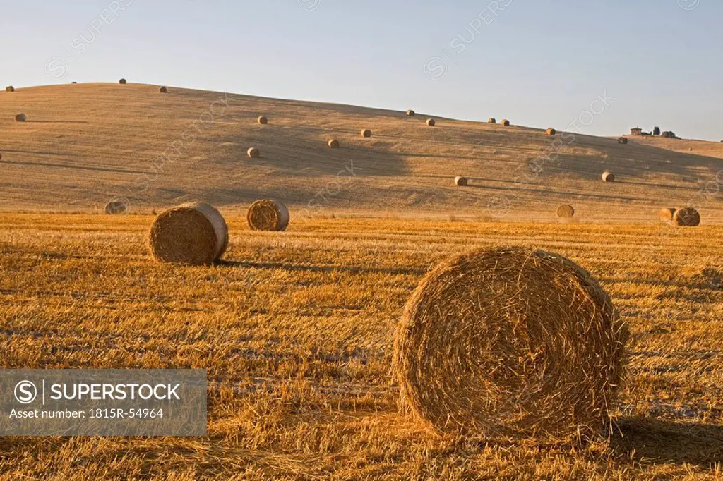 Italy, Tuscany, Corn field with bales of straw