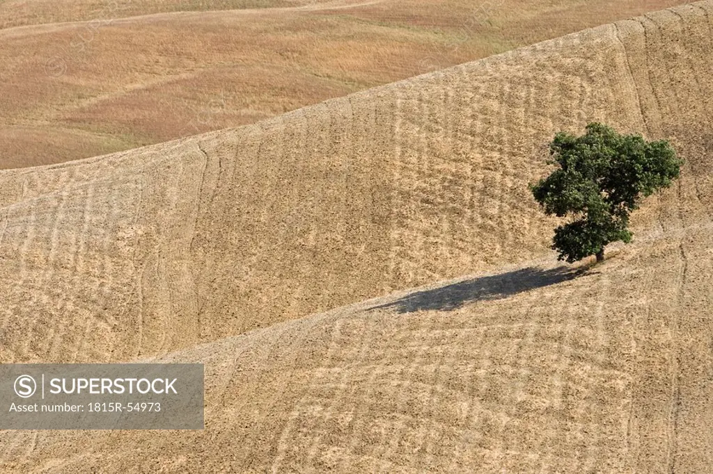 Italy, Tuscany, Harvested corn field with single tree