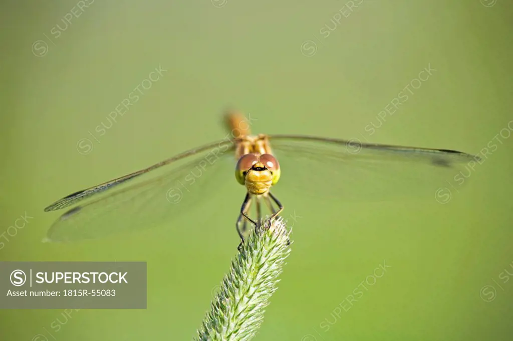 Dragonfly Sympetrum on grass