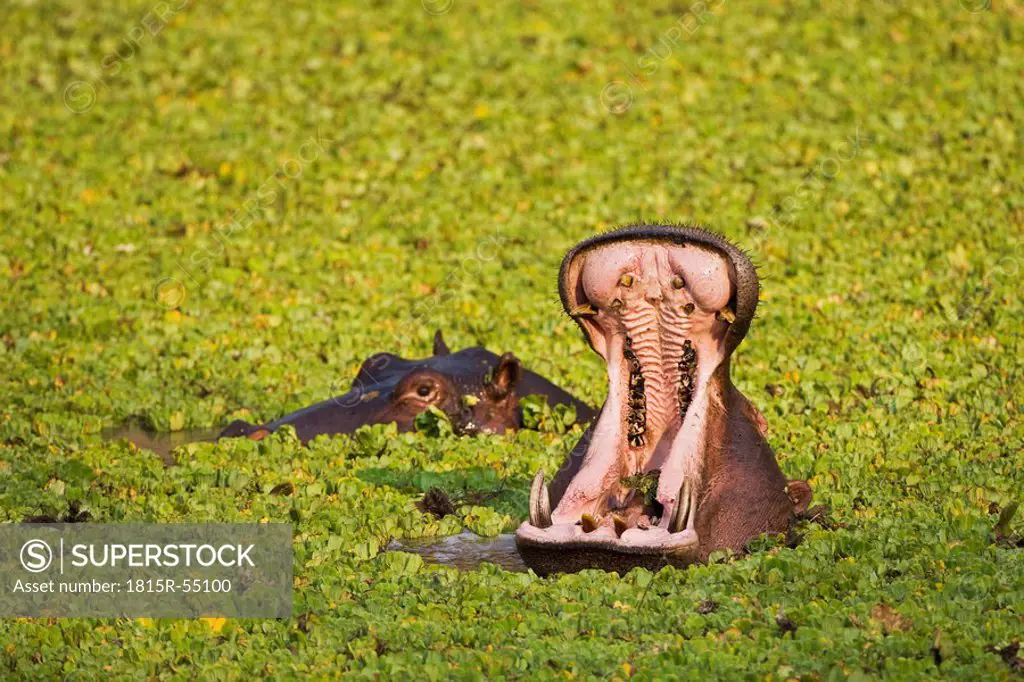 Africa, Sambia, Hippopotamus Hippopotamus amphibius