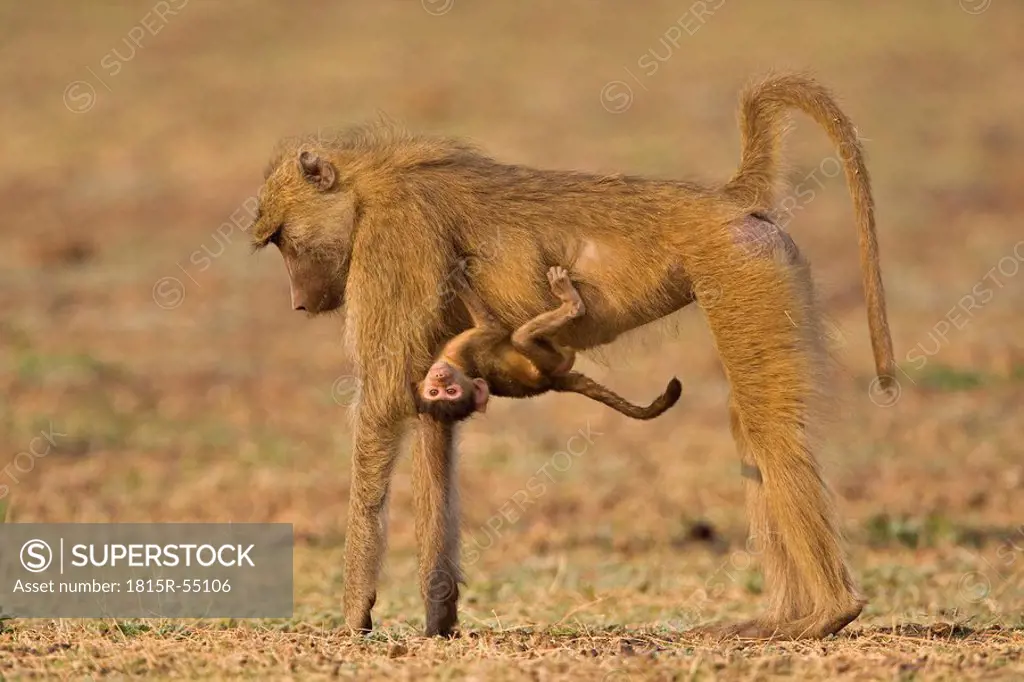 Africa, Sambia, Yellow baboon Papio cynocephalus carrying baby