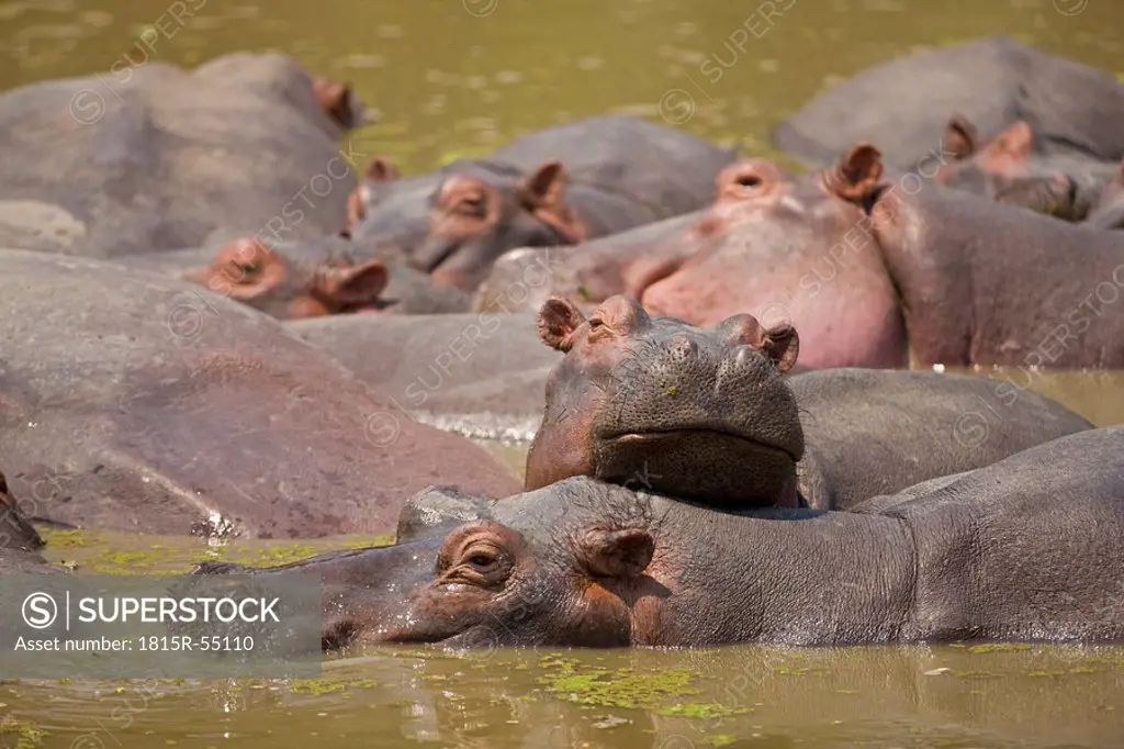 Africa, Sambia, Group of hippopotami Hippopotamus amphibius in waterhole