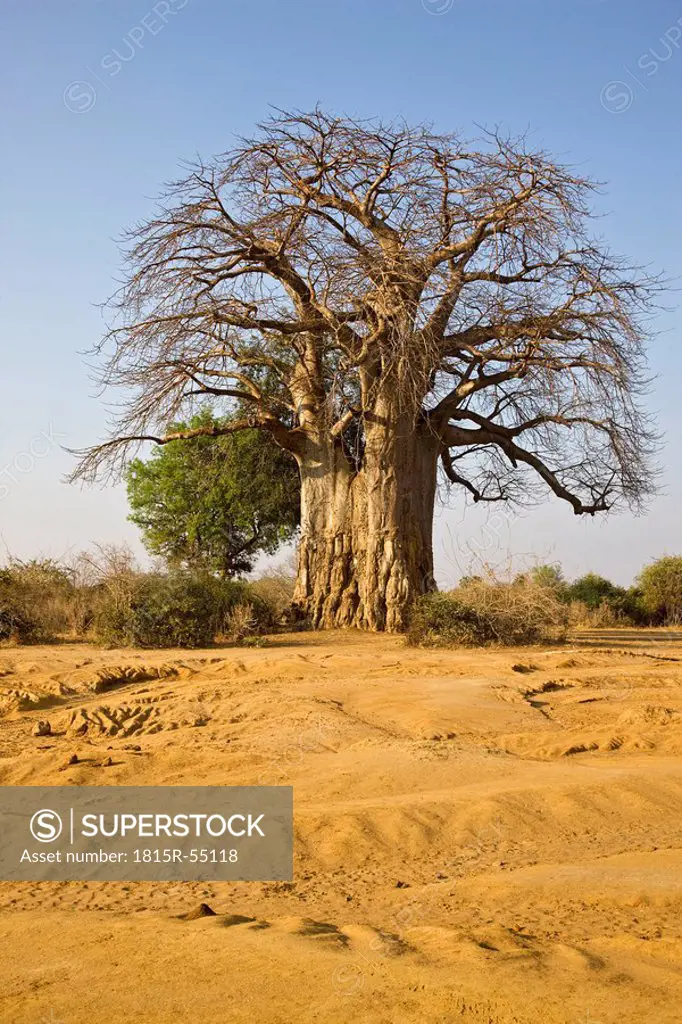 Africa, Sambia, Baobab Tree on savannah