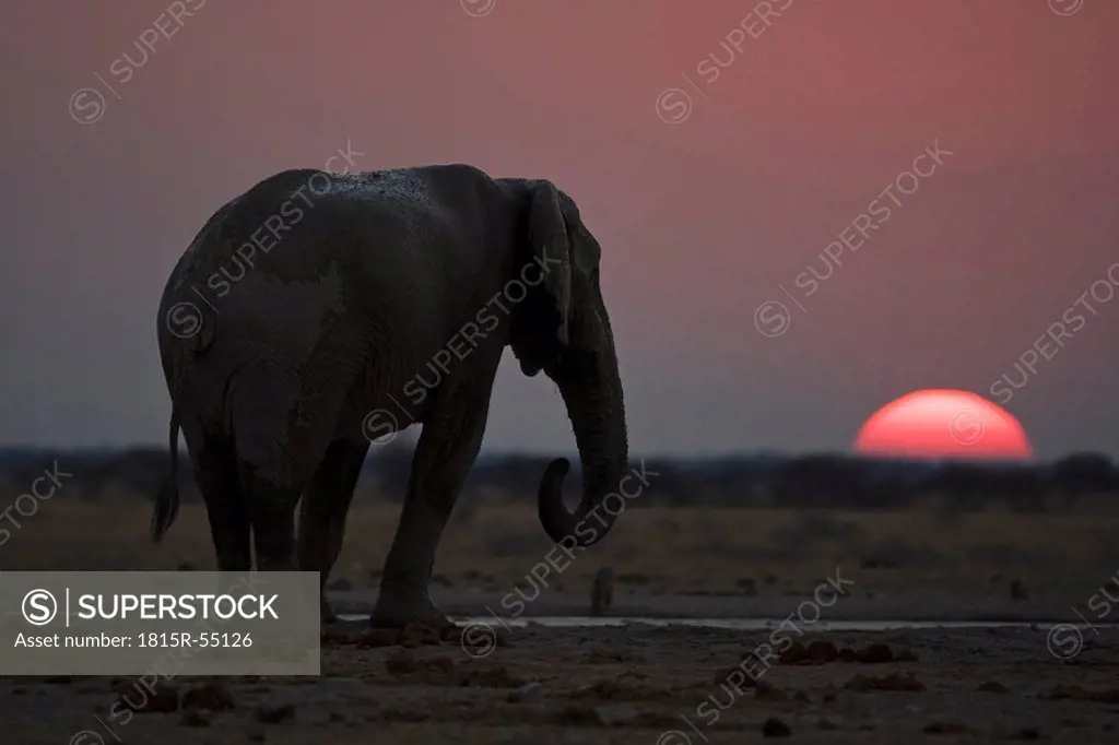 Africa, Botswana, African elephant Loxodonta africana at sunset