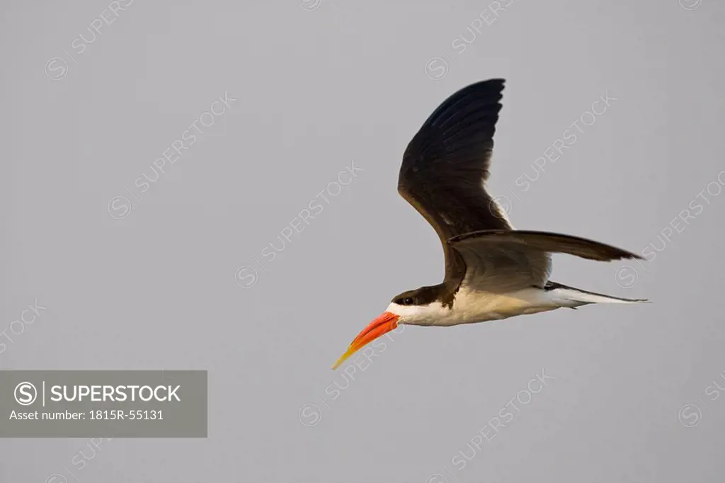 Africa, Botswana, Black Skimmer in flight Rynchops niger