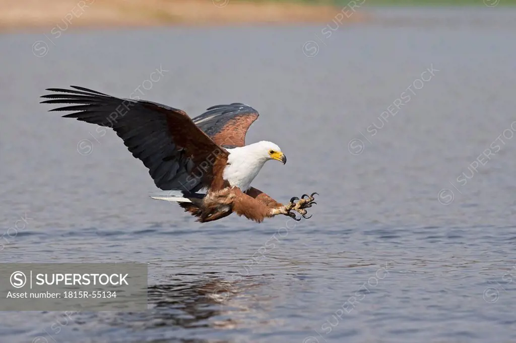 Africa, Botswana, African fish eagle Haliaeetus vocifer swoops down for a catch