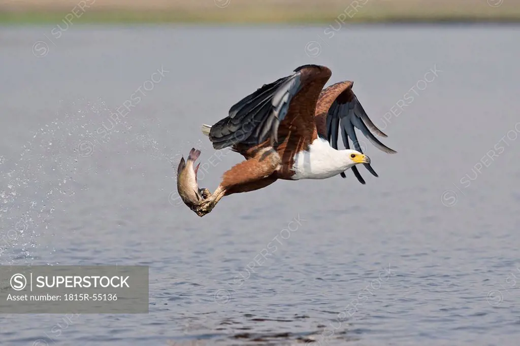 Africa, Botswana, African fish eagle Haliaeetus vocifer with catch, taking flight