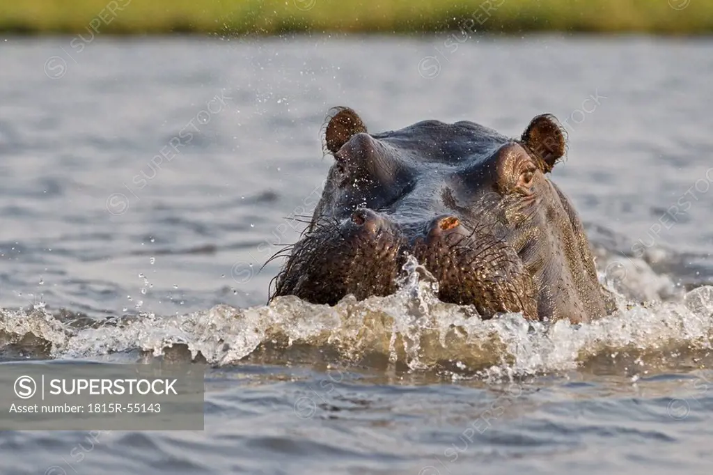 Africa, Botswana, Hippopotamus Hippopotamus amphibius in water