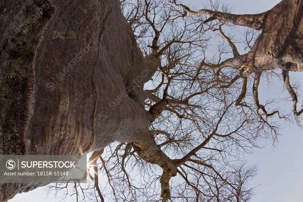 Africa, Botswana, Young Baobab Tree, low angle view