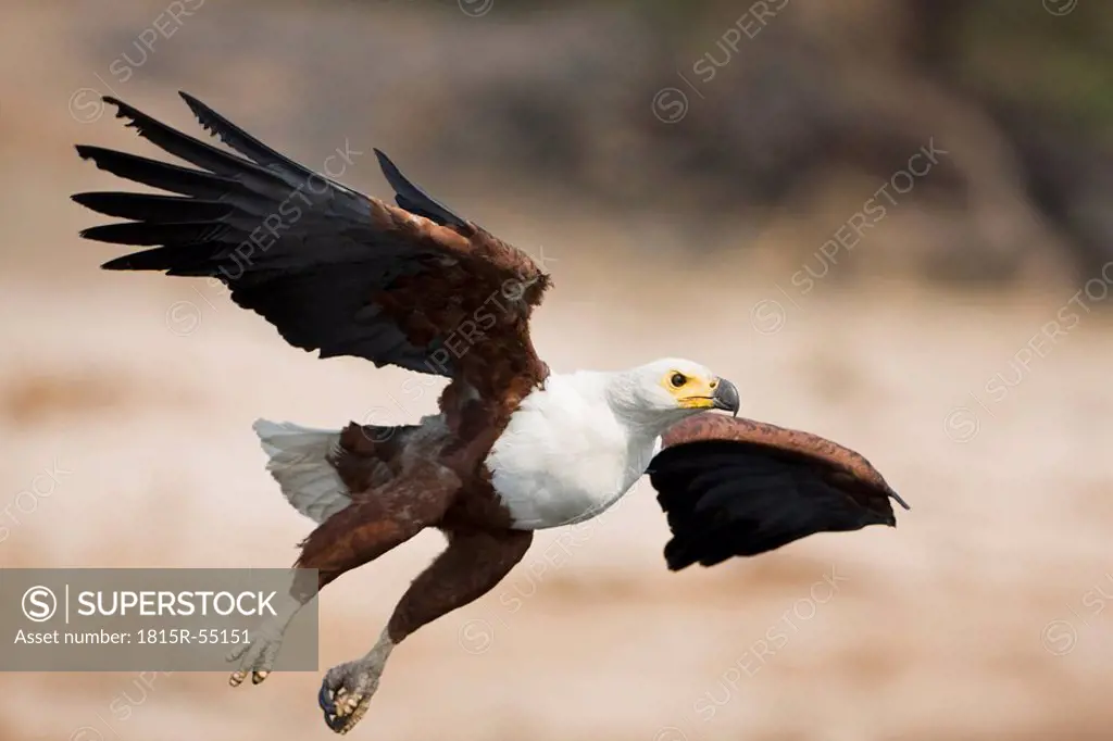 Africa, Botswana, African fish eagle Haliaeetus vocifer in flight